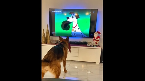 Doggo copies scene from 101 Dalmatians as it watches the movie on ...
