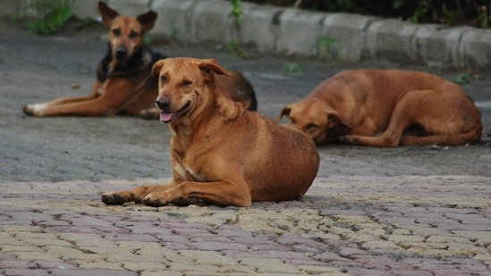 In the clip, five dogs were seen charging at the girl while she was running away in panic after being chased.