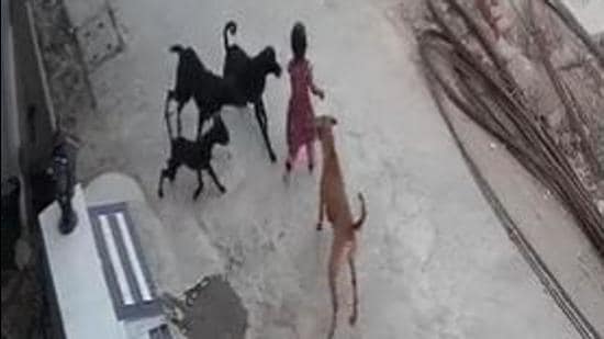 Bhopal municipal corporation (BMC) commissioner KVS Choudary said the canine sterilisation programme was paused only for two-three months last year during the peak of the Covid-19 pandemic, and that at least 30 to 40 dogs are being sterilised daily. (Screengrab/CCTV footage)