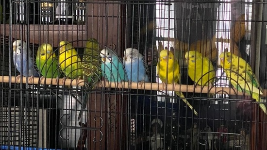 Some of the 800 parakeets that came as a ‘gift’ for the Detroit Animal Welfare Group. (facebook/@DetroitAnimalWelfareGroup)