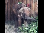 Latika the cute baby elephant, storing extra lucerne and greens for later by placing them on her head. (instagram/@sheldricktrust) Latika the cute baby elephant, storing extra lucerne and greens for later by placing them on her head. (instagram/@sheldricktrust)
