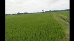 ‘Kala Namak’, a popular variety of rice grown in more than half a dozen districts in Uttar Pradesh. (File photo) ‘Kala Namak’, a popular variety of rice grown in more than half a dozen districts in Uttar Pradesh. (File photo)