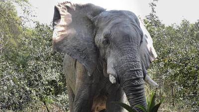 African elephant Shankar has allegedly been alone in captivity at the Delhi zoo since the death of his partner Bombai in 2005. (HT Archive) African elephant Shankar has allegedly been alone in captivity at the Delhi zoo since the death of his partner Bombai in 2005. (HT Archive)