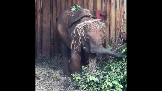 Latika the cute baby elephant, storing extra lucerne and greens for later by placing them on her head.&nbsp;(instagram/@sheldricktrust)