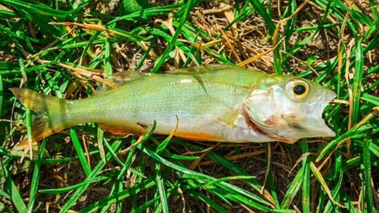 A fish that fell from the sky as ‘animal rain’ in Texakarna, Texas.&nbsp;(facebook/The City of Texarkana, Texas)