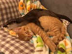 The otter hugging the kitten as they fall asleep. (youtube/ma ko)