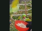 The wild parakeets swooping in to have some nuts from the human at a UK park. (Jukin Media) The wild parakeets swooping in to have some nuts from the human at a UK park. (Jukin Media)