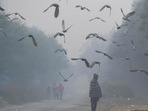 Pigeons take flight on a foggy morning in the outskirts of Dwarka in New Delhi. (Vipin Kumar / HT Photo) Pigeons take flight on a foggy morning in the outskirts of Dwarka in New Delhi. (Vipin Kumar / HT Photo)