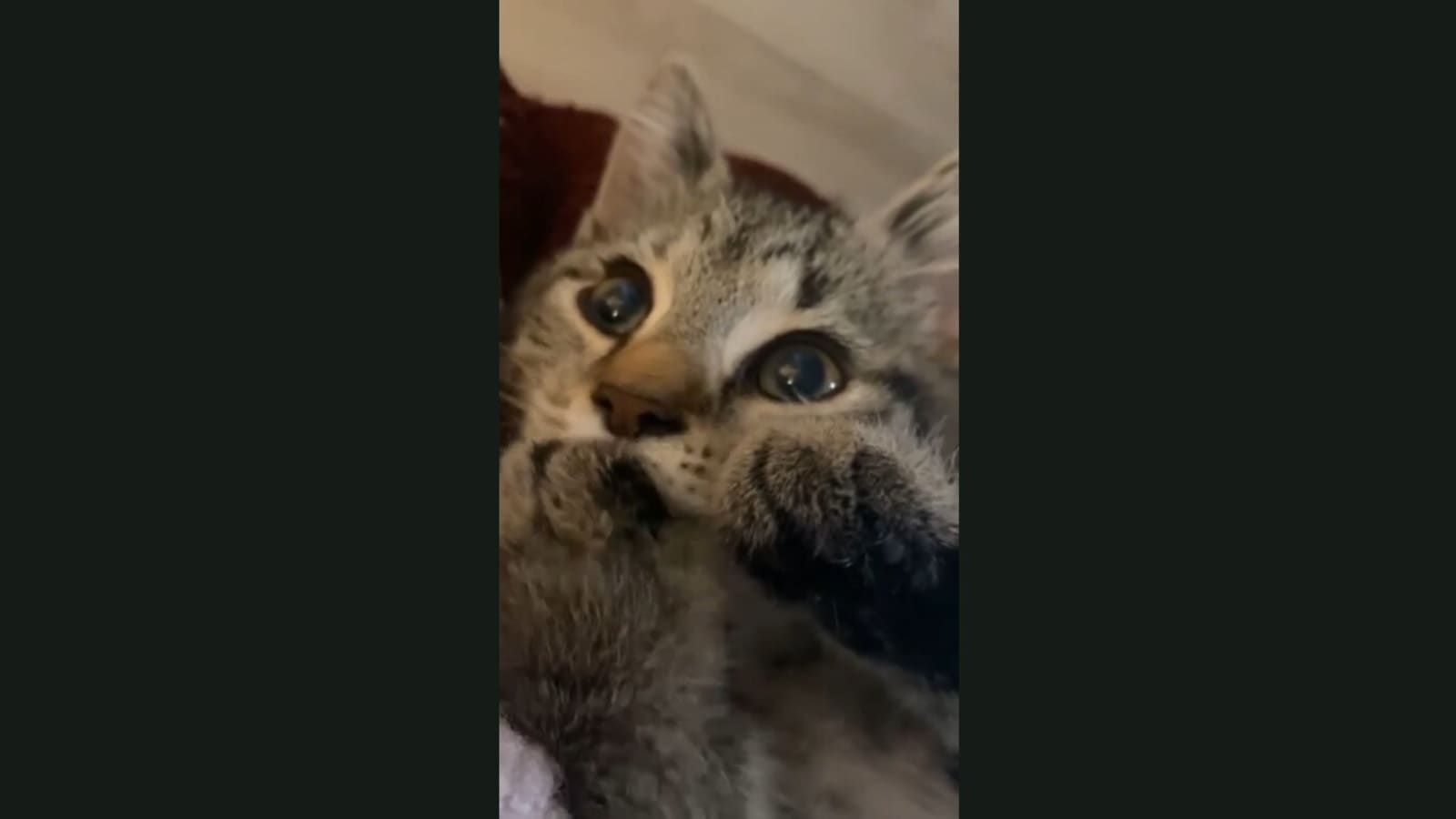Cat sucking paw shop