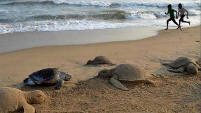 Mangrove Foundation deploys app to streamline data collection on Olive Ridley turtles