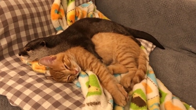 The otter hugging the kitten as they fall asleep.&nbsp; (youtube/ma ko)