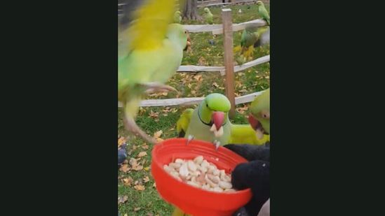 The wild parakeets swooping in to have some nuts from the human at a UK park. (Jukin Media)