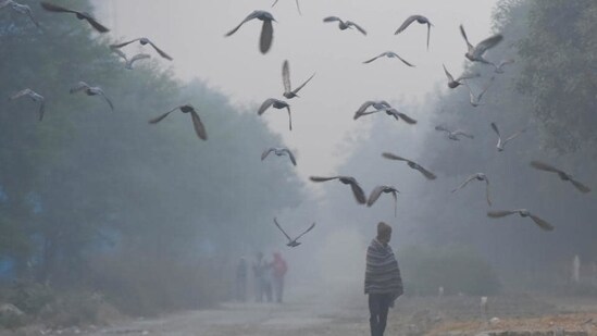 Pigeons take flight on a foggy morning in the outskirts of Dwarka in New Delhi. (Vipin Kumar / HT Photo)