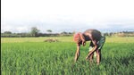 A farmer works in a paddy field in the Montali area of Agartala. The livelihoods of nearly half of all Indians is tied to the agriculture sector. (Archive)