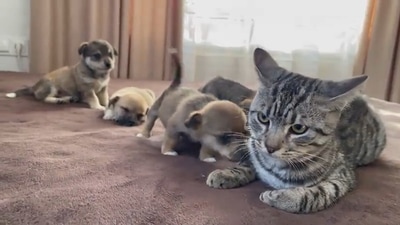 The cat seeing some puppies for the first time. (reddit/@HTC365) The cat seeing some puppies for the first time. (reddit/@HTC365)