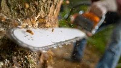 A contractor hired to prune trees has been booked for illegally axing three trees in Sector 54, Chandigarh. (Getty Images/iStockphoto)