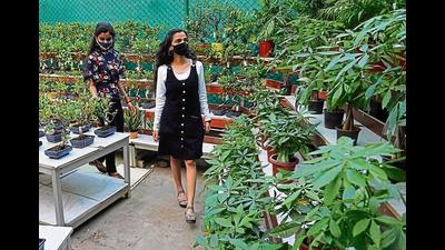 Holy basil (tulsi), giloy, aloe vera, stevia and ajwain are in demand among those wanting to boost their immunity at home. (Photo: Gokul VS/HT; Photo for representational purposes only)