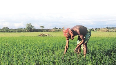 A farmer works in a paddy field in the Montali area of Agartala. The livelihoods of nearly half of all Indians is tied to the agriculture sector. (Archive) A farmer works in a paddy field in the Montali area of Agartala. The livelihoods of nearly half of all Indians is tied to the agriculture sector. (Archive)