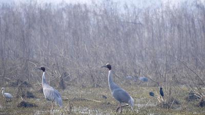 The team of officials, including volunteers and forest department officials, recorded 2,459 birds and 40 species on Tuesday. (Sunil Ghosh/HT) The team of officials, including volunteers and forest department officials, recorded 2,459 birds and 40 species on Tuesday. (Sunil Ghosh/HT)