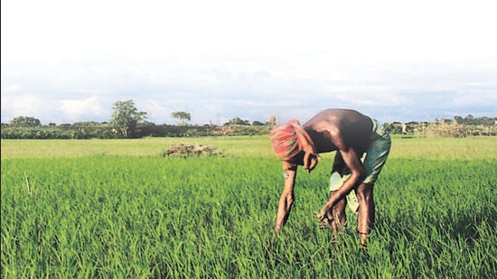A farmer works in a paddy field in the Montali area of Agartala. The livelihoods of nearly half of all Indians is tied to the agriculture sector. (Archive) A farmer works in a paddy field in the Montali area of Agartala. The livelihoods of nearly half of all Indians is tied to the agriculture sector. (Archive)