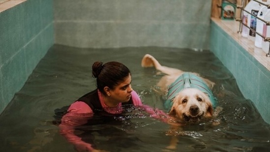 An expert's guide to hydrotherapy for pets - Hindustan Times An expert's guide to hydrotherapy for pets - Hindustan Times