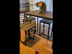 Stanley the cat sitting on the table and pushing the ball off before it goes into the tumbler. (instagram/@stanthemanstanley) Stanley the cat sitting on the table and pushing the ball off before it goes into the tumbler. (instagram/@stanthemanstanley)