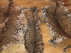 One leopard skin and 2 kg of pangolin skin were seized. (Representation purpose)(HT file photo) One leopard skin and 2 kg of pangolin skin were seized. (Representation purpose)(HT file photo)