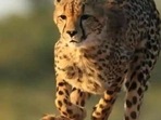 India plans to introduce 50 cheetahs in 5 years.(iStock / Photo used for representational purpose)