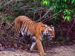 Tiger deaths are a known problem because 35% of tiger ranges lie outside protected areas