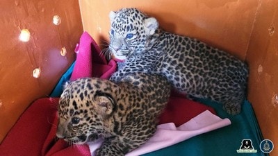 In a successful rescue and conservation effort by Wildlife SOS and the Maharashtra Forest Department, a pair of 45-day-old leopard cubs found in a sugar cane field in Nirgude Village in Junnar taluka were reunited with their mother recently. (HT PHOTO) In a successful rescue and conservation effort by Wildlife SOS and the Maharashtra Forest Department, a pair of 45-day-old leopard cubs found in a sugar cane field in Nirgude Village in Junnar taluka were reunited with their mother recently. (HT PHOTO)