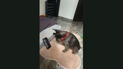 The video shows the dog looking at a phone. (Jukin Media)