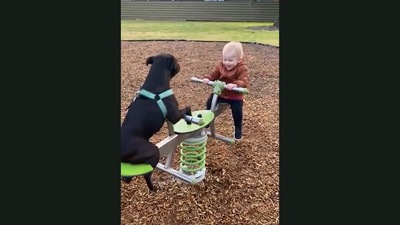 The toddler giggling away as the puppy sits on the other side of the seesaw with them.&nbsp; (Jukin Media)