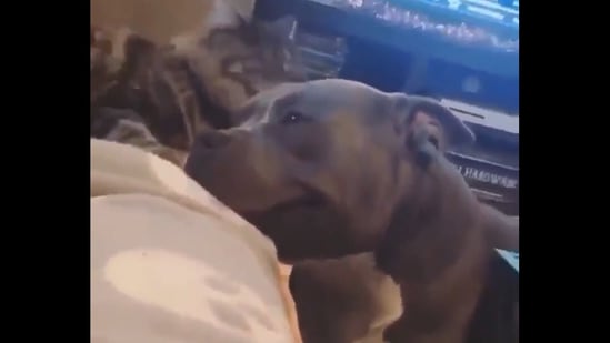 Dog smiles, wags tail as cat gives him head licks. Watch cute ...