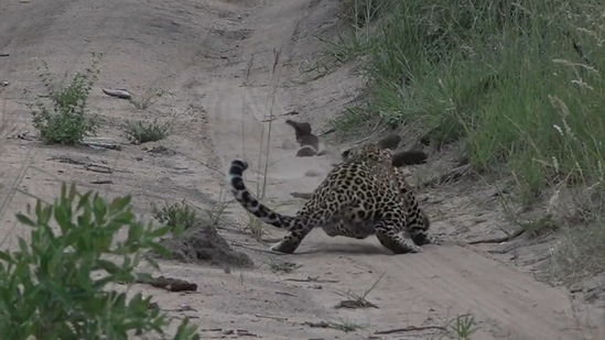 The young leopard trying to hunt the last mongoose of the pack that escapes her.&nbsp;(Jukin Media)