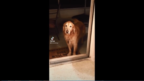 The image, taken from the Instagram video, shows the dog standing in front of a door.(Instagram/@weratedogs (Brittany Gaunt))