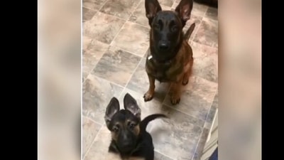 The image, taken from the video, shows the dog sitting on a floor and the puppy standing in front of it. (Screeengrab)
