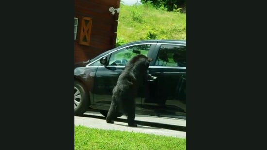 The image, taken from the video, shows the bear trying to open the doors of the car.(Jukin Media)