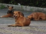 The World Health Organisation estimates that 36% of the world’s rabies deaths occur in India each year(HT PHOTO) The World Health Organisation estimates that 36% of the world’s rabies deaths occur in India each year(HT PHOTO)