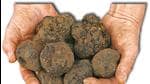 Black truffles grow all over France, not just in Perigord. And they can be cultivated. In the last decade, Spain has become a leading producer