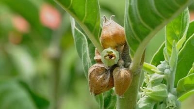 The ministry has undertaken such national-level research projects to prove the usefulness of Ayurvedic medicines and to promote them far and wide. Scientific research on Ashwagandha is a part of it, says official. (HT PHOTO) The ministry has undertaken such national-level research projects to prove the usefulness of Ayurvedic medicines and to promote them far and wide. Scientific research on Ashwagandha is a part of it, says official. (HT PHOTO)