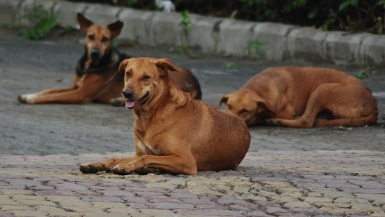 Explained Delhi s struggle with stray dog bites Latest News