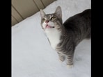 Snoopy the blind cat, enjoying his first snow in the yard. (reddit/@BusterUltra) Snoopy the blind cat, enjoying his first snow in the yard. (reddit/@BusterUltra)
