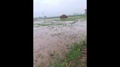 The maximum damage to crops has been reported from the Naneola-Naggal belt along Hisar Road in Ambala-1 block. (HT Photo) The maximum damage to crops has been reported from the Naneola-Naggal belt along Hisar Road in Ambala-1 block. (HT Photo)