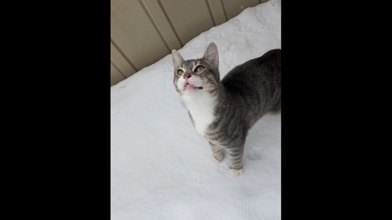 Snoopy the blind cat, enjoying his first snow in the yard.&nbsp;(reddit/@BusterUltra)