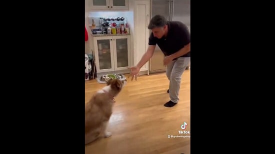 The adorable doggo intently looking at the magic trick its dad needs to perform for it to take its dental treats. (instagram/@grubwithgabby) The adorable doggo intently looking at the magic trick its dad needs to perform for it to take its dental treats. (instagram/@grubwithgabby)