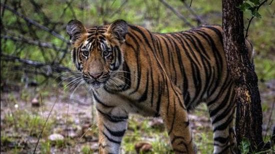 Abandoned tiger cub develops cataract, rewilding prospects hit | Latest ...