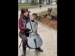Diana, the woman who is seen playing the cello, plays on as the deer keep coming closer to her. (instagram/@chelodiana) Diana, the woman who is seen playing the cello, plays on as the deer keep coming closer to her. (instagram/@chelodiana)