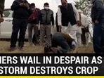 FARMERS WAIL IN DESPAIR AS HAILSTORM DESTROYS CROP