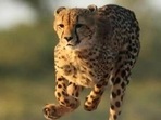 Reintroduction of the cheetah will be a scientific feat and possibly highlight the need to secure grasslands and forests for big- and medium-sized cats.(iStock/Representative Photo) Reintroduction of the cheetah will be a scientific feat and possibly highlight the need to secure grasslands and forests for big- and medium-sized cats.(iStock/Representative Photo)