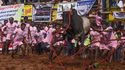 Like last year, Tamil Nadu on Monday allowed the popular and traditional bull-taming sport, Jallikattu, with a list of standard operating procedures amid the surge in Covid-19 cases driven by the Omicron variant. (AFP File) Like last year, Tamil Nadu on Monday allowed the popular and traditional bull-taming sport, Jallikattu, with a list of standard operating procedures amid the surge in Covid-19 cases driven by the Omicron variant. (AFP File)